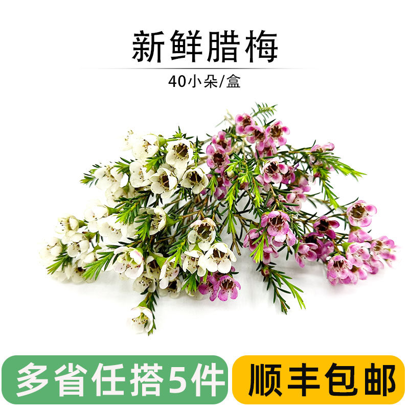 新鲜腊梅花西餐蛋糕点缀装饰花草