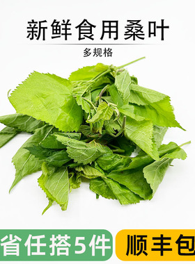 新鲜桑叶芽食用桑芽菜桑树叶酒店农庄特色上汤养生蔬菜农家鲜野菜
