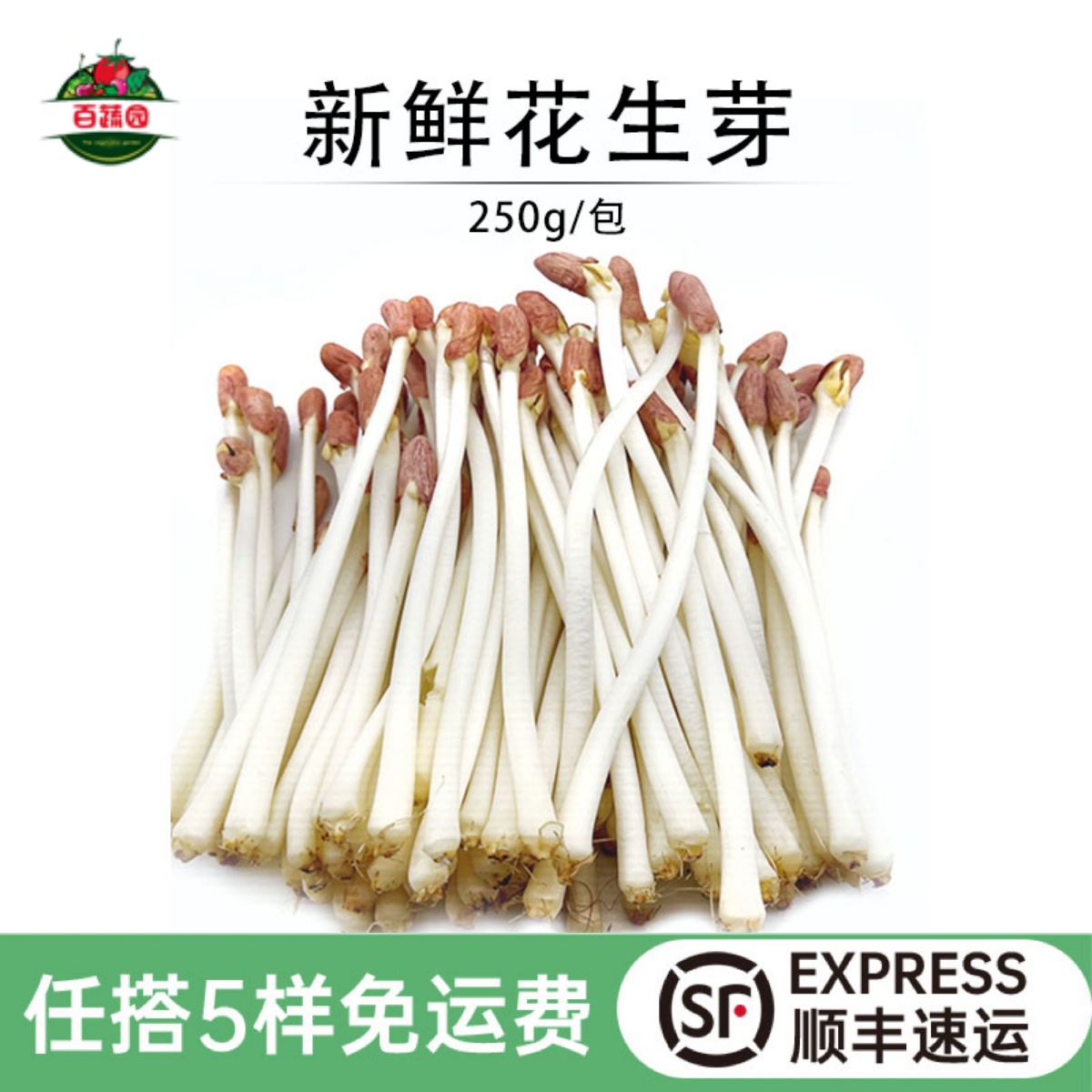 新鲜花生芽芽苗菜沙拉火锅蔬菜