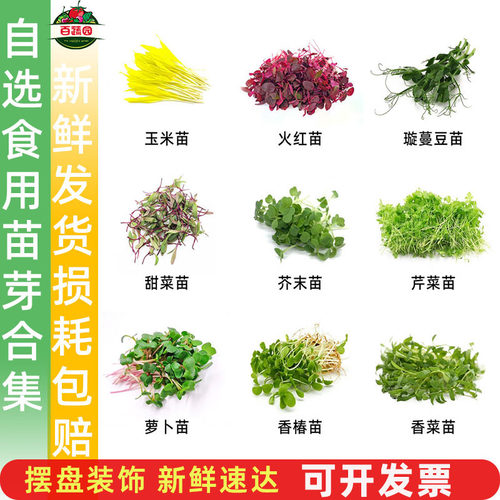 新鲜芽苗菜酒店摆盘装饰点缀包邮