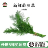 新鲜莳萝草食用刁草土茴香西餐调料食材日料烘培装 饰摆盘香菜dill