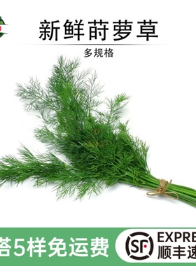 新鲜莳萝草食用刁草土茴香西餐调料食材日料烘培装饰摆盘香菜dill