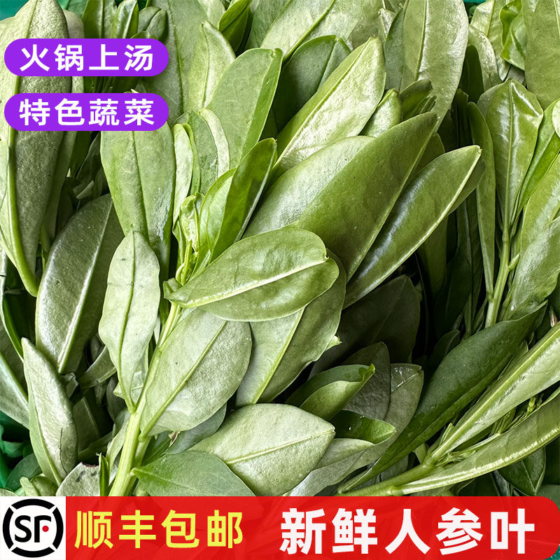 火锅特色蔬菜新鲜人参叶煲汤野菜
