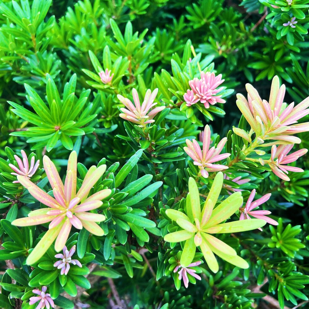 红心红头红芽罗汉松金钻太子妃花卉盆栽盆景菊花心树苗发财绿植物