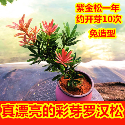 四季红芽罗汉松紫金钻绿植