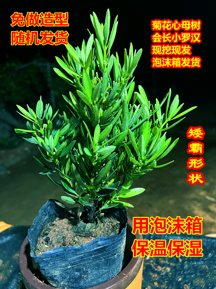 海岛菊花心罗汉松母树四季常绿室内外盆栽绿植园艺造型多肉盆景