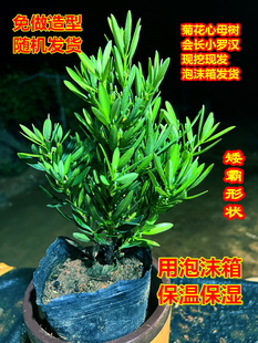 海岛菊花心罗汉松母树四季常绿室内外盆栽绿植园艺造型多肉盆景