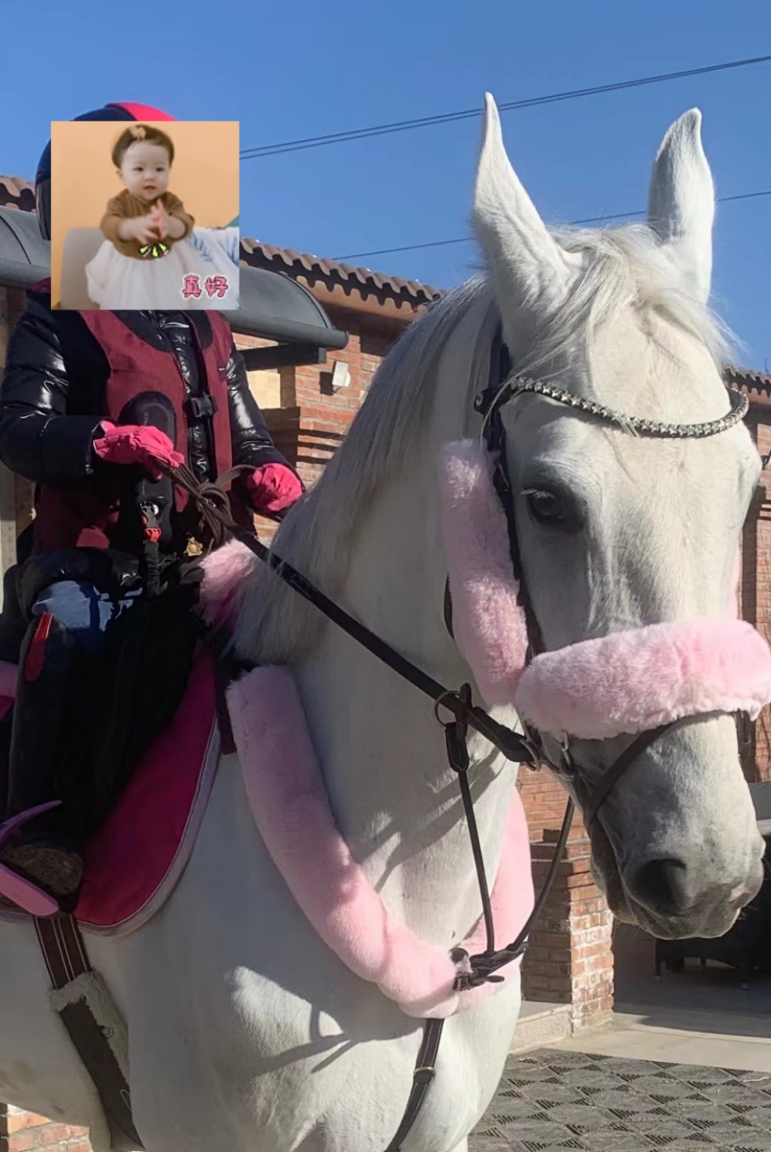 羊毛水勒套 羊毛防磨垫 水勒防磨套 马具用品 羊毛笼头