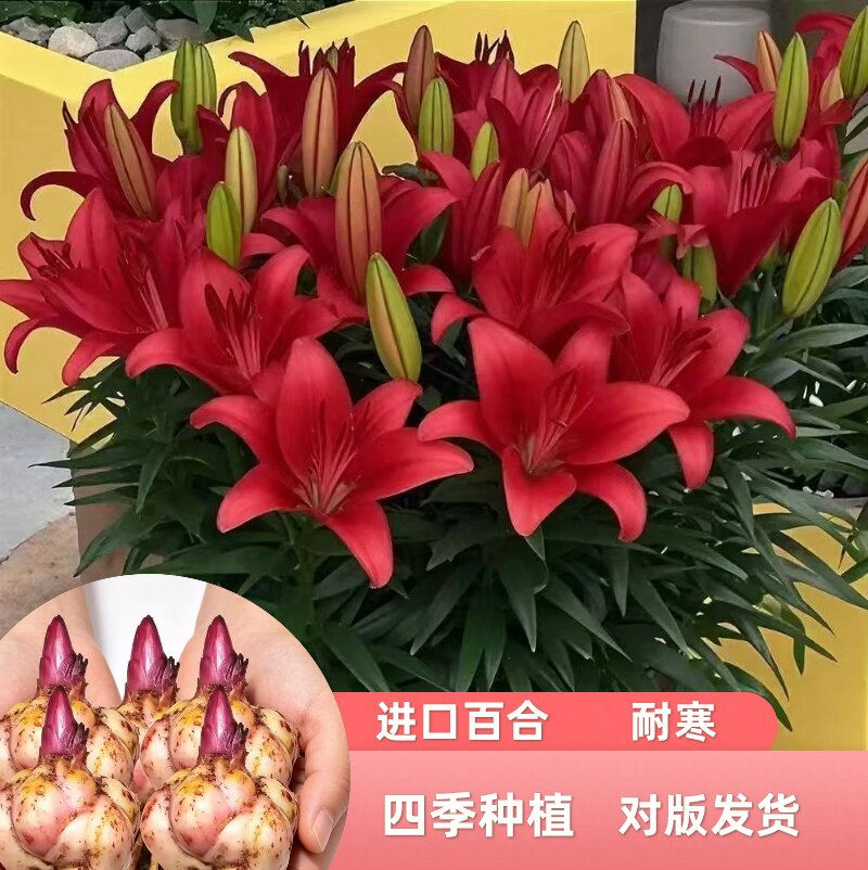 百合花种球进口耐寒四季种植绿植花卉室内外阳台球根懒人好养植物