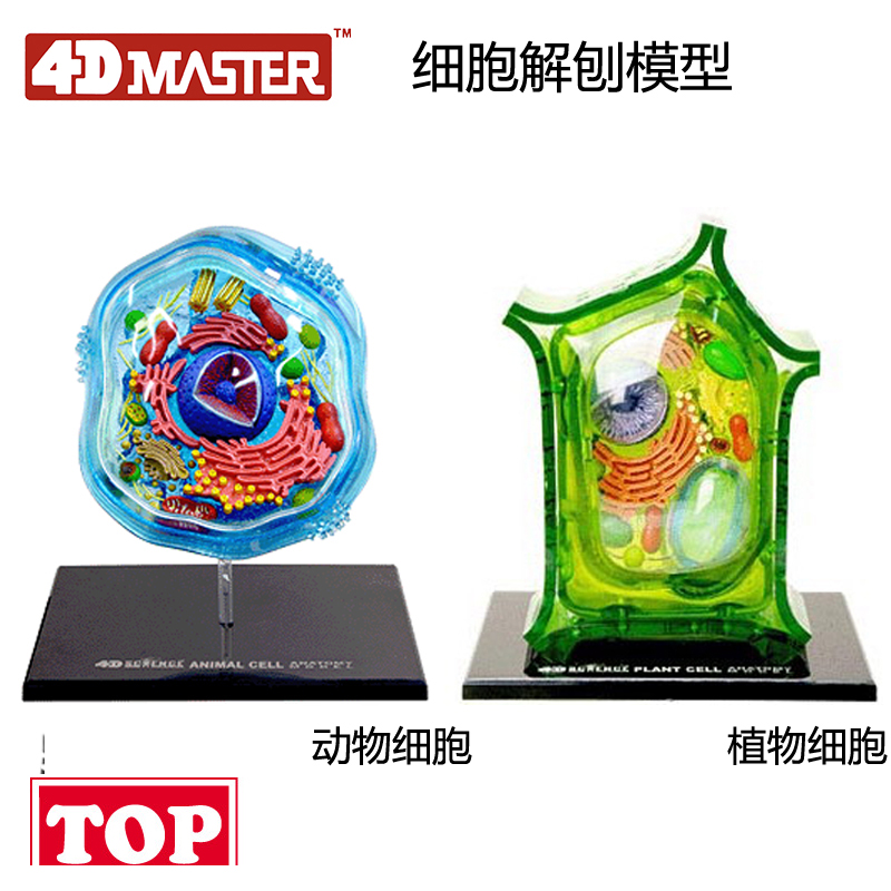 【TOP】4D Master动物植物细胞模型生物学实验解剖科学教具