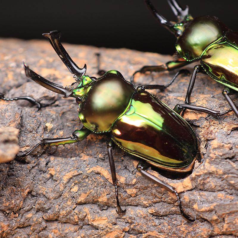 彩虹锹甲成虫甲虫活体大兜虫