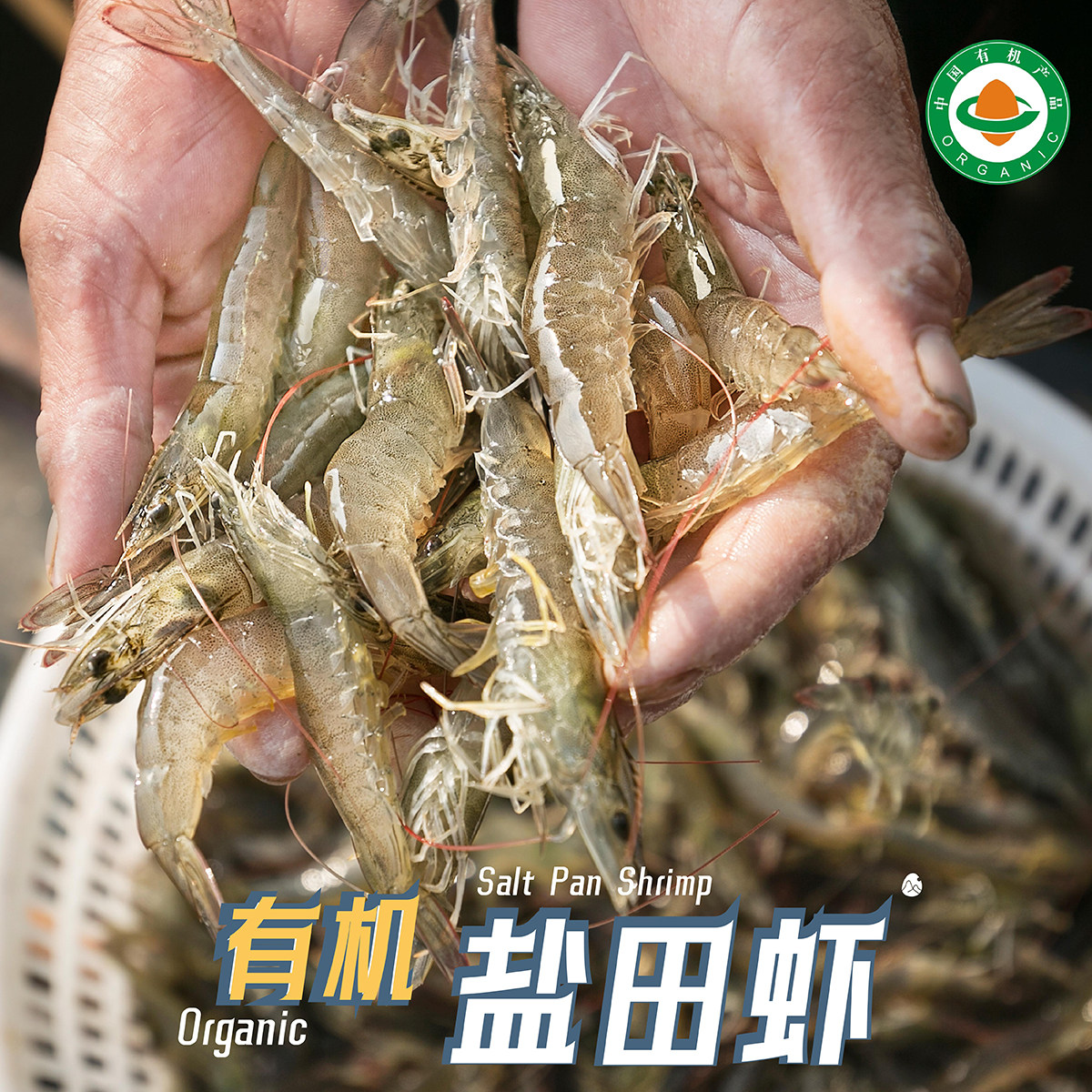 【山纪生鲜】有机盐田带头生虾