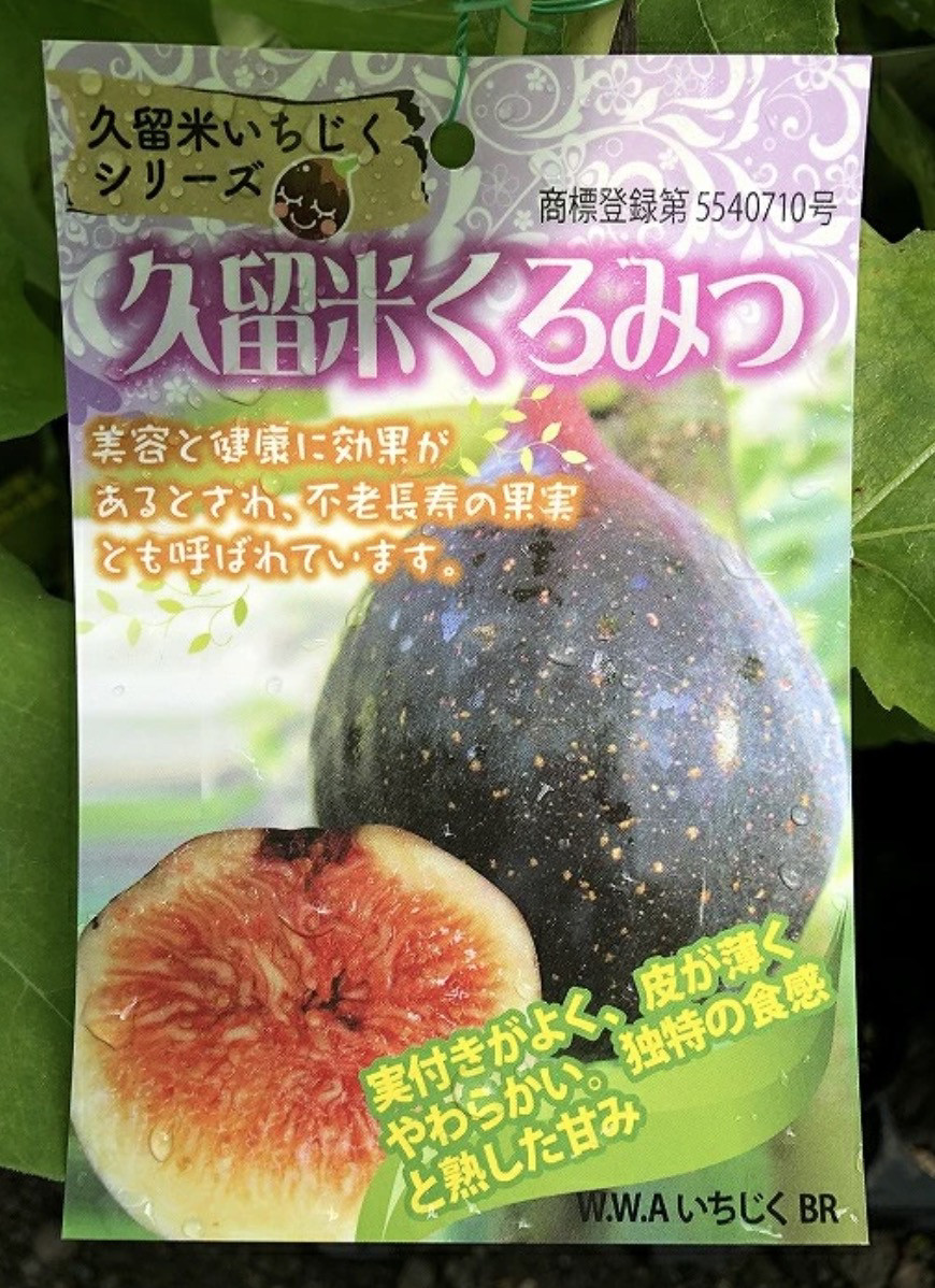 日本原版久留米黑蜜无花果·黑皮红肉·颜值王者·现接苗