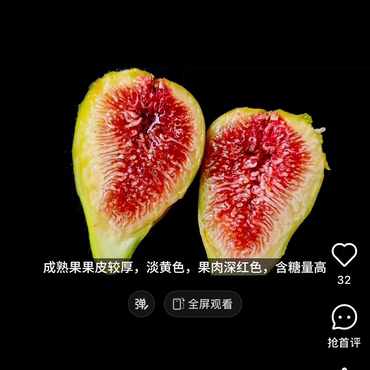 【根系粗壮露天苗】斯特拉无花果苗·果大蜜汁·扦插苗