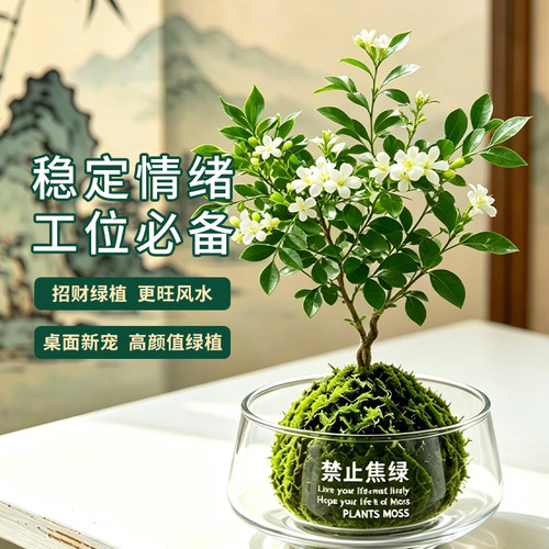 禅意苔藓球室内净化空气磁场绿植