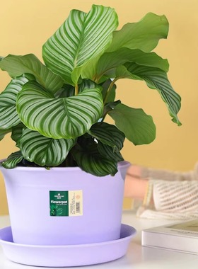 紫色加厚树脂塑料花盆特大号盆栽九子离火运紫气东来仿陶瓷花盆