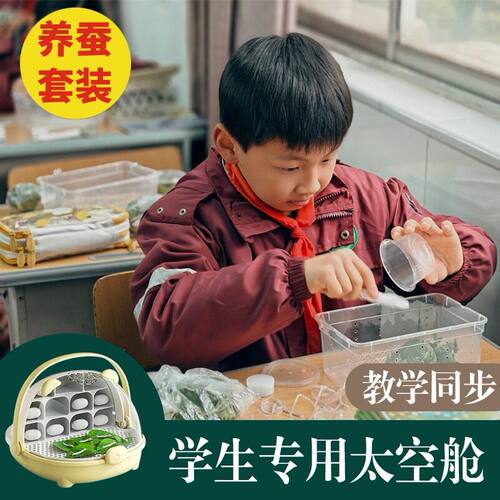 彩色蚕卵20粒蚕种蚕籽蚕
