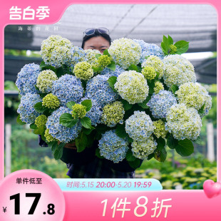 花园绣球花苗盆栽无尽夏小苗万华镜落跑新娘阳台花卉植物花 海蒂