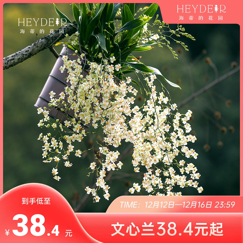 海蒂的花园文心兰盆栽带花苞梦香兰阳台花卉香水兰花苗植物室内花