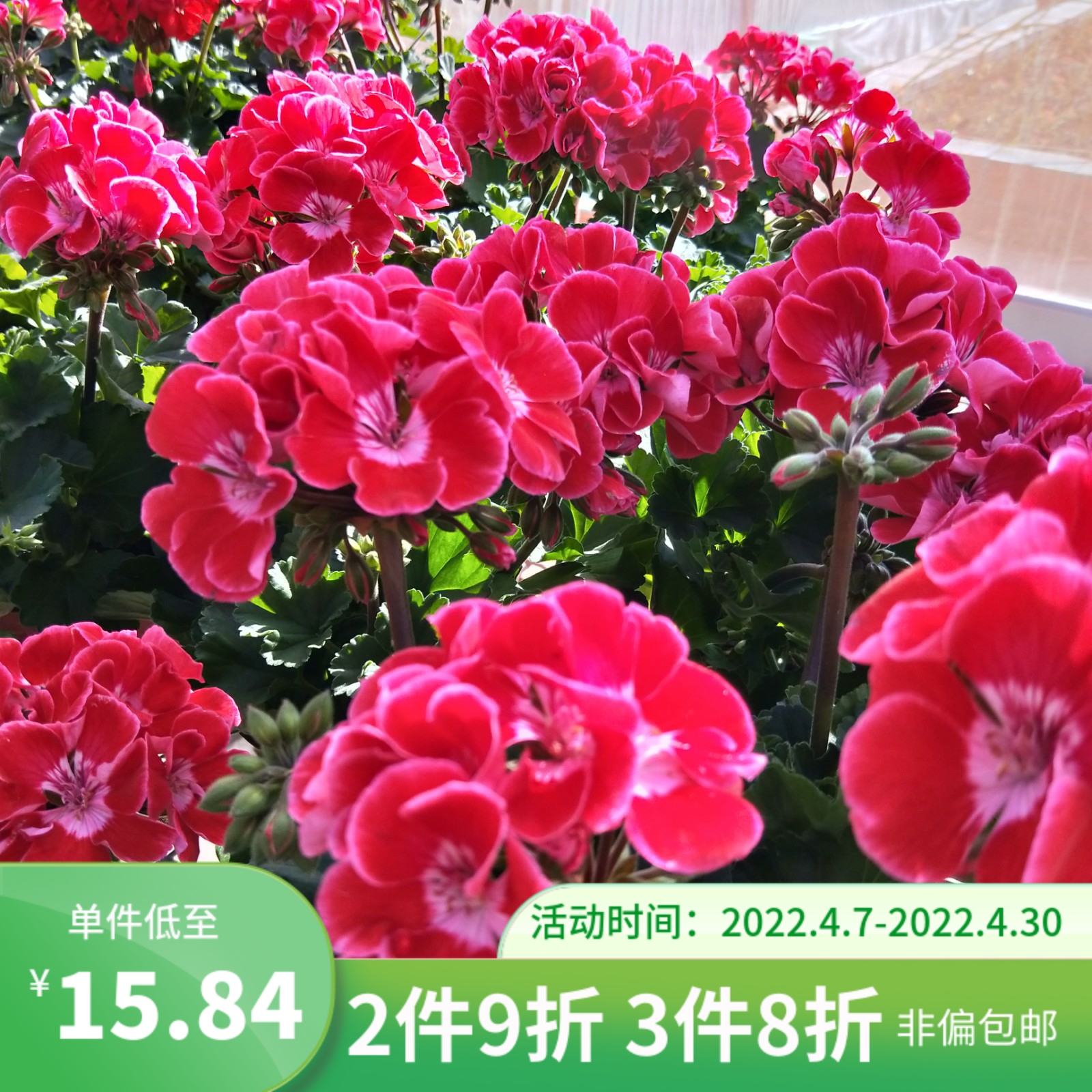 海蒂的花园红石榴腮红英雄直立天竺葵四季开花阳台花卉盆栽带花发