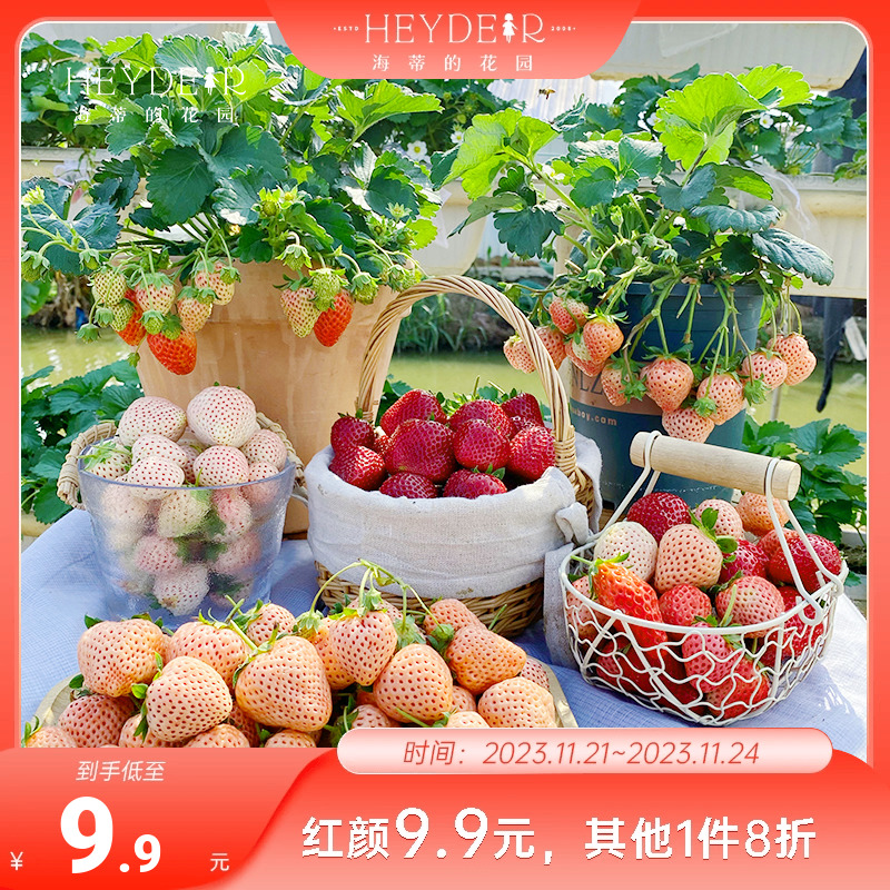 海蒂的花园草莓苗盆栽红颜淡雪隋珠浆果阳台果蔬四季盆栽果树果苗