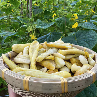 小曼家广西钦州武利瓜皮灵山特产黄瓜皮酸脆农家咸菜5斤包邮