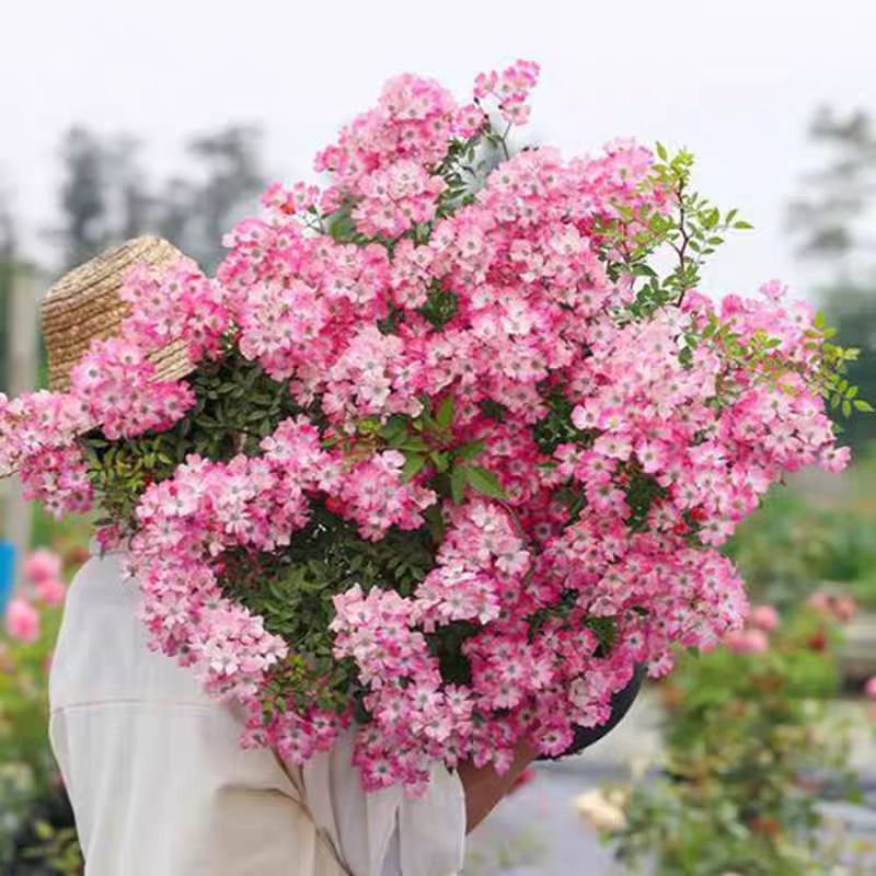 藤本遮阳伞月季花量大垂吊庭院瀑布月季阳台花卉蔷薇玫瑰花卉盆栽