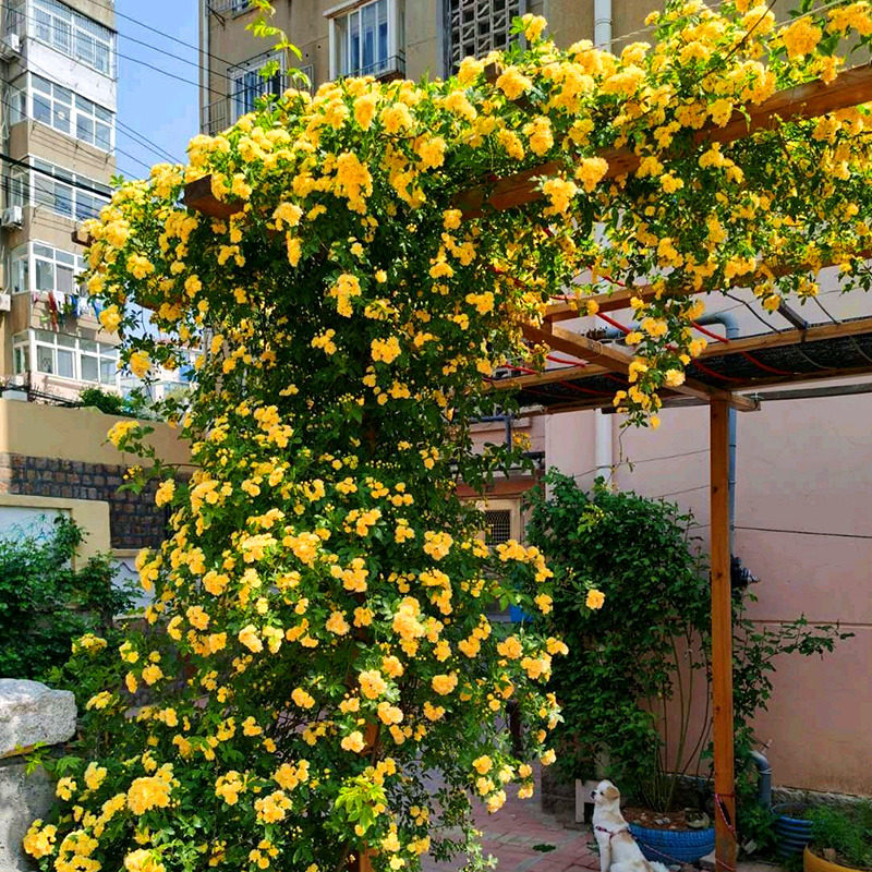 2米黄木香月季花苗花量多爬藤植物别墅庭院阳台耐寒花卉浓香
