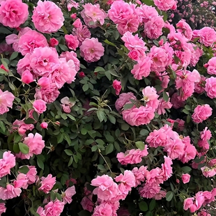 2米粉蝶蔷薇耐寒藤本月季月季花苗东北地区可无防护过冬地栽花卉