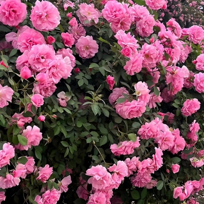 2米粉蝶蔷薇耐寒藤本月季月季花苗东北地区可无防护过冬地栽花卉