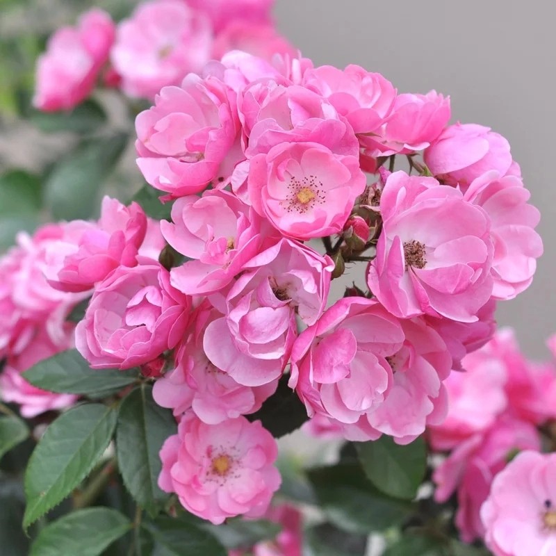 藤本月季花苗 安吉拉 爬藤蔷薇花卉浓香多头多季开花庭院阳台玫瑰,鲜花速递/花卉仿真/绿植园艺,时令草本花卉,淘宝优惠券,粉丝福利购,淘宝优惠卷