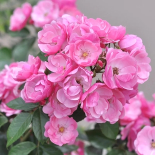 藤本月季花苗 安吉拉 爬藤蔷薇花卉浓香多头多季开花庭院阳台玫瑰
