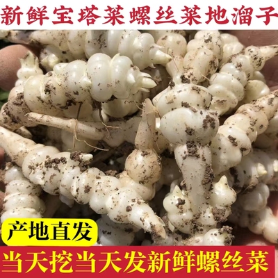 【新鲜宝塔菜】头茬新鲜地环螺丝菜甘露子草石蚕地牯牛腌菜批发