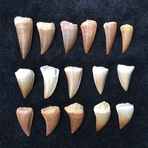 沧龙牙齿化石标本摩洛哥科普收藏