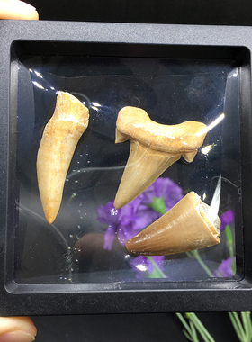 摩洛哥古生物教学科普标本礼盒装