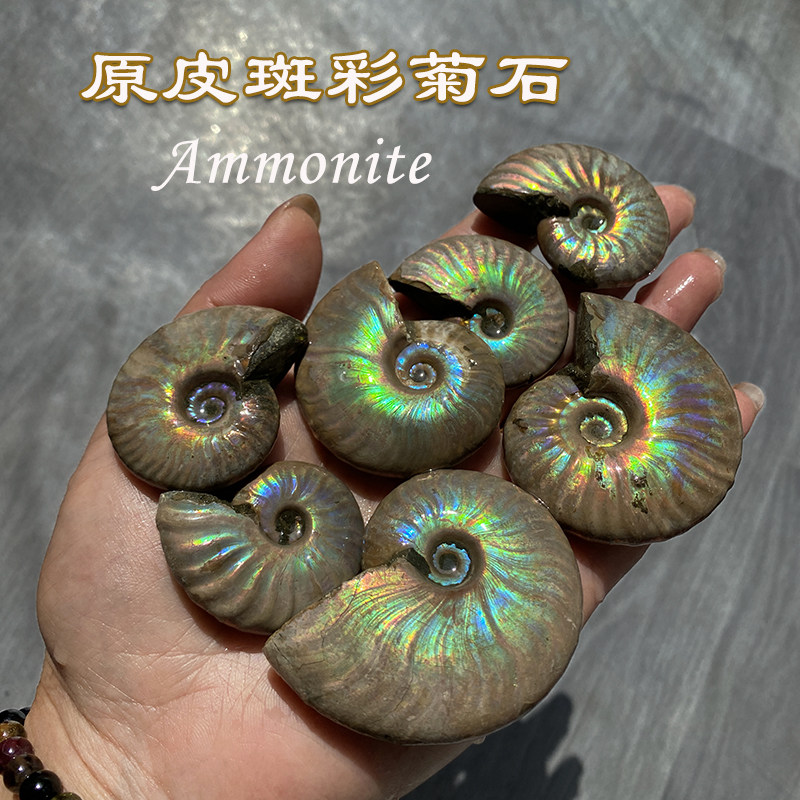 天然原皮菊石斑彩螺化石香花菊石博物收藏科普教学标本礼物装饰,饰品/流行首饰/时尚饰品新,摆件,淘宝优惠券,粉丝福利购,淘宝优惠卷