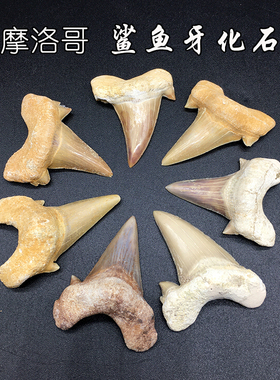 古生物鲨鱼牙化石标本教学礼物