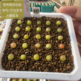 243号25颗紫皮拉登