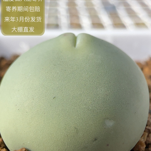 305号撅嘴鸽子蛋尺寸2.0