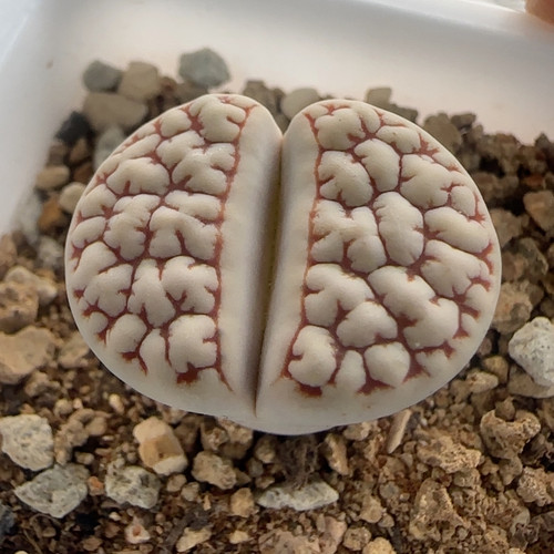 韩系c189