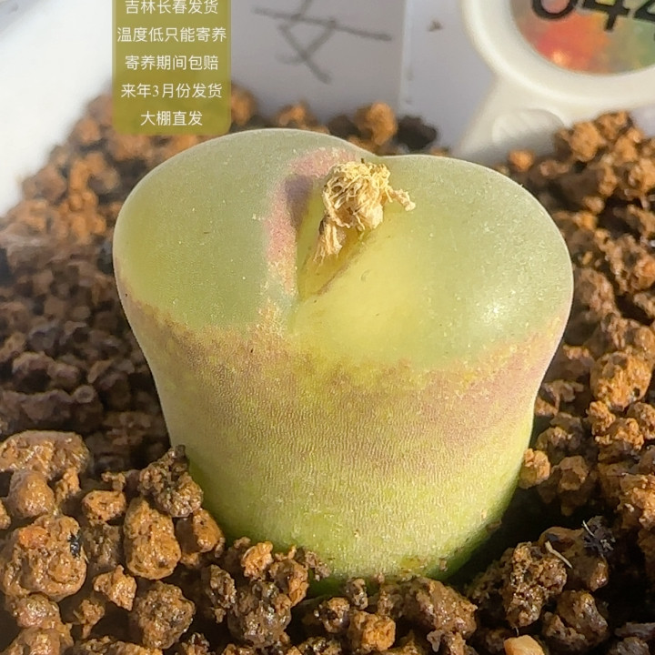 844号纽扣嘴粉红女郎,鲜花速递/花卉仿真/绿植园艺,多肉植物,淘宝优惠券,粉丝福利购,淘宝优惠卷