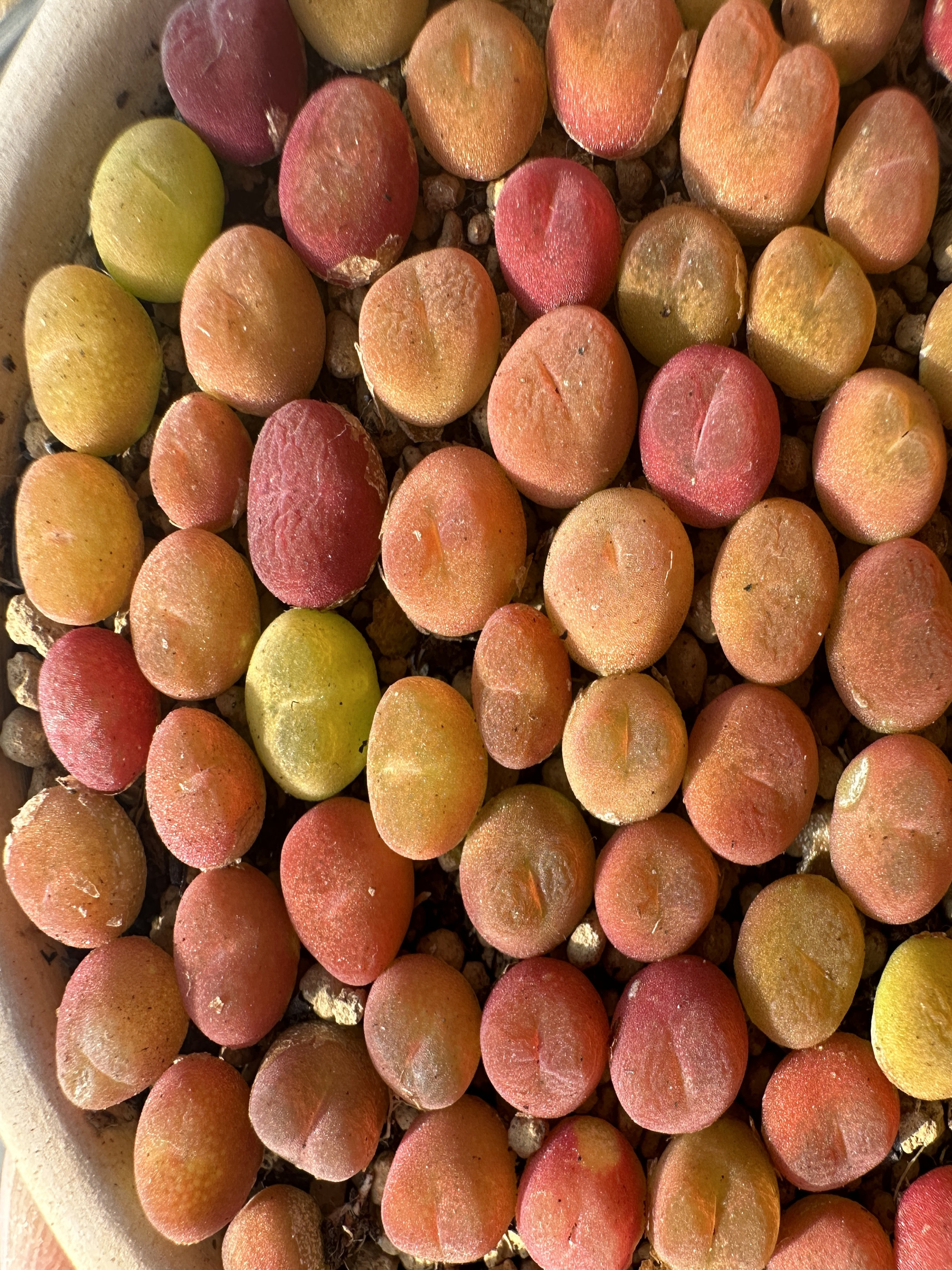 彩色毛汗尼50颗两年发货标准0.6+干养没水催毛绒质感体型优秀,鲜花速递/花卉仿真/绿植园艺,多肉植物,淘宝优惠券,粉丝福利购,淘宝优惠卷