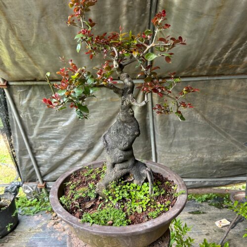 盆景金弹子精品桩嫁接原生母树