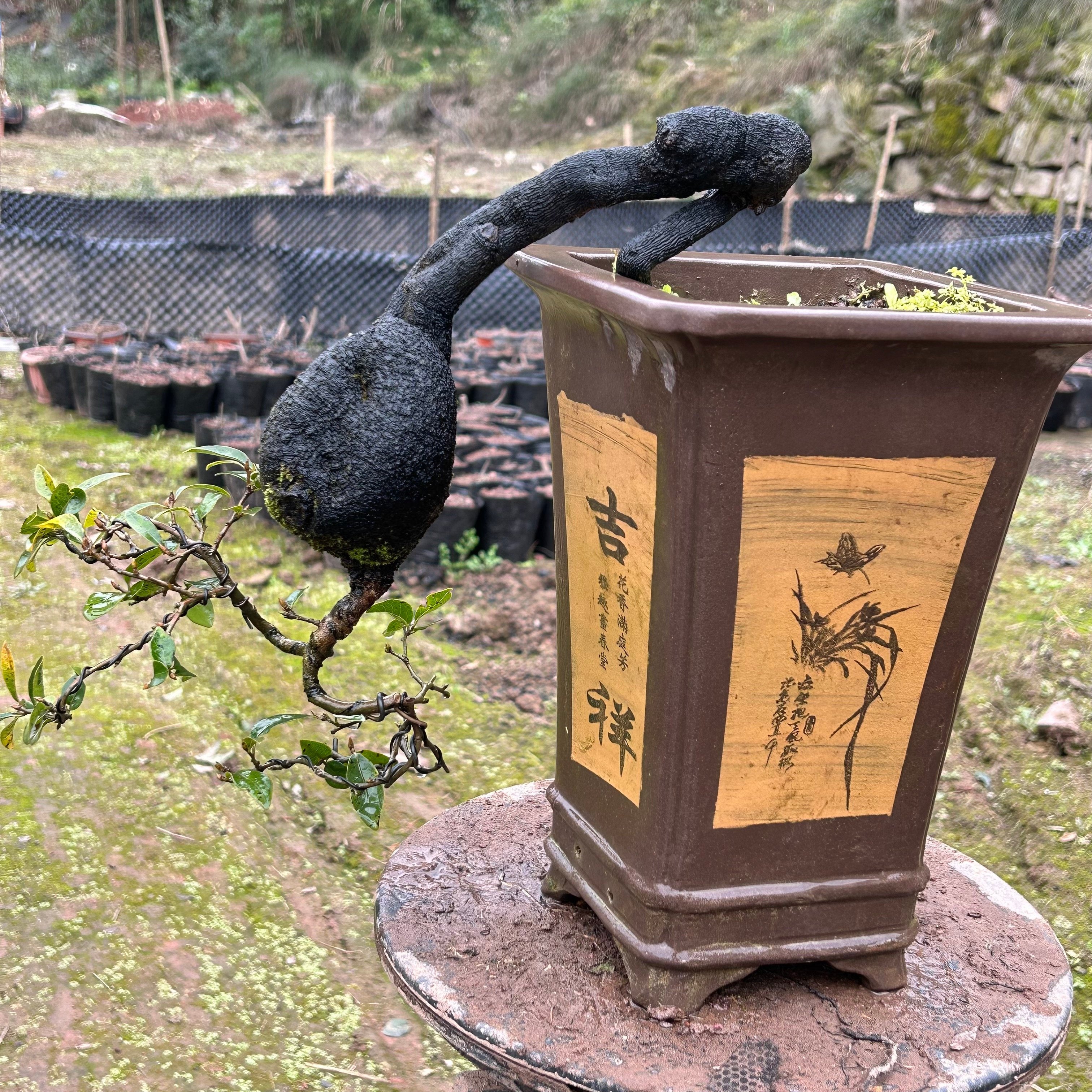金弹子盆景血钻血红葫芦果原生母树素材带花苞