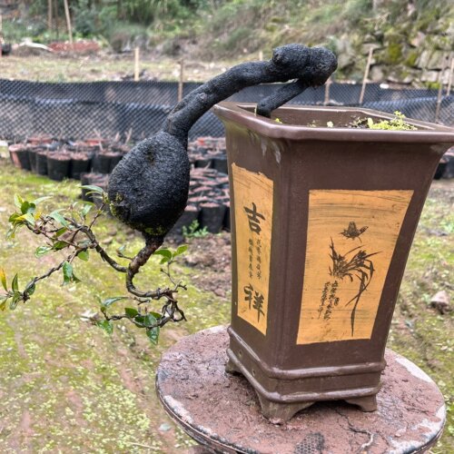 金弹子盆景造型盆景碳化老桩