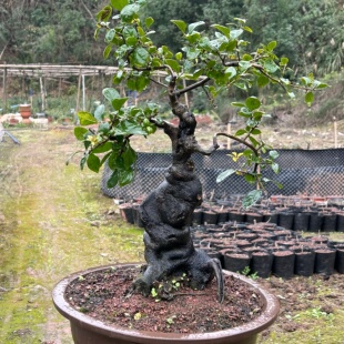 金弹子盆景小山灌木原生母树公树嫁接血红果