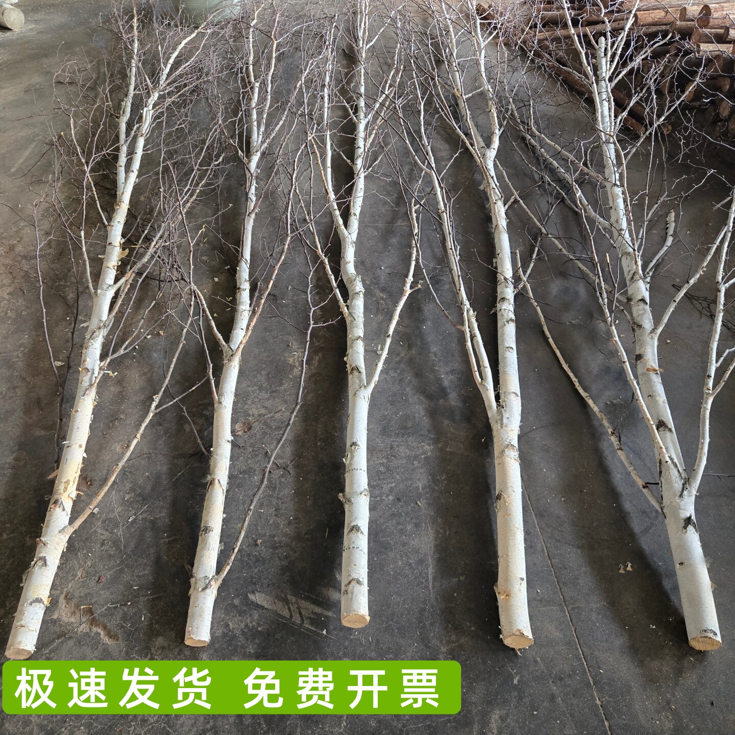 纯天然白桦树枝白桦树杈桦木干枝干花/花瓣/干花包/