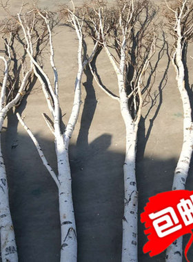 纯天然白桦树枝白桦树杈桦木干枝枯树装饰婚庆美陈橱窗影楼装饰树