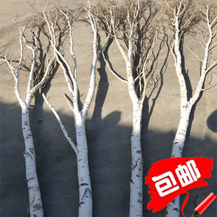 纯天然白桦树枝白桦树杈桦木干枝枯树装饰婚庆美陈橱窗影楼装饰树