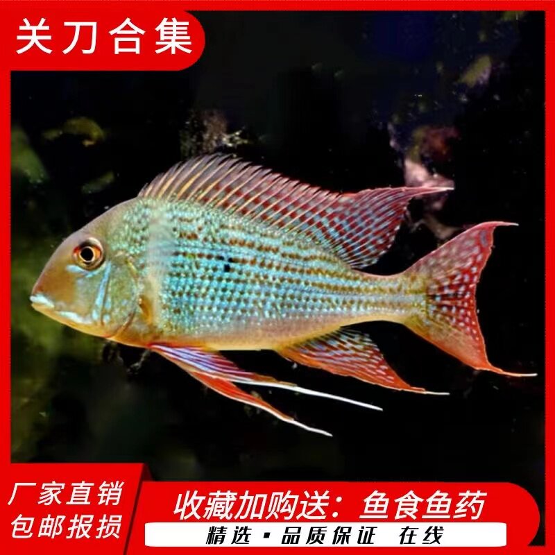 斯维尼关刀鱼南美食土鲷蓝宝石观赏鱼元宝凤凰鱼和尚红眼白子苗子